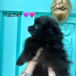Rachel - Black female Pomeranian puppy in Springfield, Missouri from Hope Mountain Pomeranians