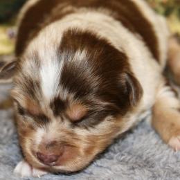 Red Merle 1 - Red merle female Miniature Australian Shepherd puppy in Ronan, Montana from Dirt Road Aussie’s of Montana