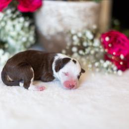 Daisy - Red tri-color female Aussiedoodle puppy in Tonopah, Arizona from Kae's Kennels