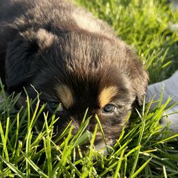 Australian Shepherd Puppies from White Silo Aussies