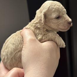 Sage - Cream female Poodle puppy in Haines City, Florida from Noelle Poodles