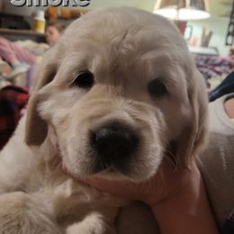 Smoke - Light golden male Golden Retriever puppy in Fithian, Illinois from LOMAH Retrievers