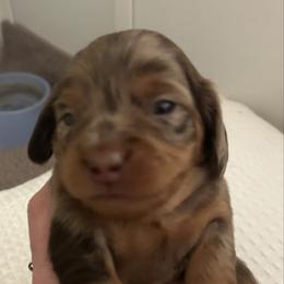 Hazel - Dapple female Dachshund puppy in Carthage, Indiana from Chocklett Farm Dachshund
