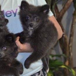 Eleanor - Blue female Pomeranian puppy in Mays Landing, New Jersey from KB Pom Pups