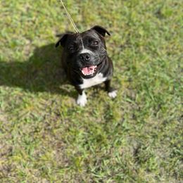 Eve - Staffordshire Bull Terrier