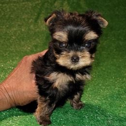 Yorkshire Terriers from Kristie's Babydoll Yorkies