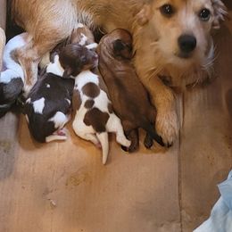 Dachshund Puppies from Christi Critters