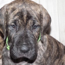 Great Dane Puppies from Ellenni Danes