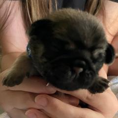 Carl - blue - Fawn male Pug puppy in Hanover, Virginia from Pure Pugs