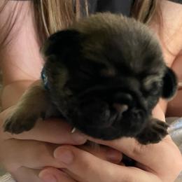 Carl - blue - Fawn male Pug puppy in Hanover, Virginia from Pure Pugs