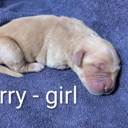 Girl 1 - female Golden Retriever puppy in Pamplin, Virginia from Hope & Joy Acres