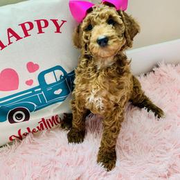 Poodle Puppies from Sorensen Standard Poodles