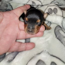 Una - Black and gold female Yorkshire Terrier puppy in Gilbert, Arizona from Yorkie Your Soulmate Puppy