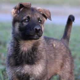 German Shepherd Puppies from Außer Gefahr German Shepherds