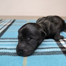 Puppy 6 - Brindle male Scottish Terrier puppy in San Tan Valley, Arizona from For the love of Scotties