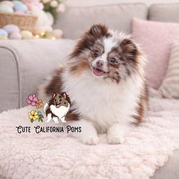 Chocolate Merle - Pomeranian