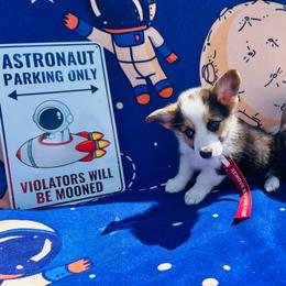 Jeremy Hanson - Black and white male American Corgi puppy in Cocoa, Florida from Cascadian Space Coast Corgis LLC