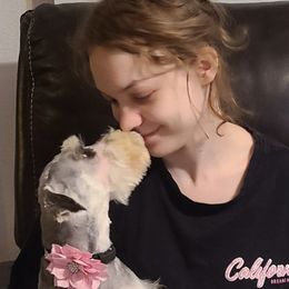 Fancy - Miniature Schnauzer