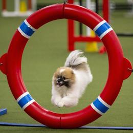 Pomeranians from River Rise Poms