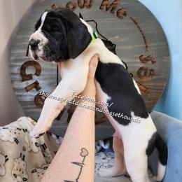 Green collar - Mantle male Great Dane puppy in Alton, Illinois from Show Me Great Danes and Basset Hounds