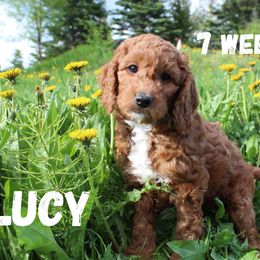 White Girl (Lucy) - Red  Goldendoodle puppy in Anchorage, Alaska from Lindsey Family Doodles