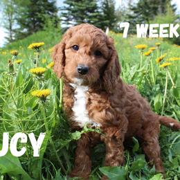 White Girl (Lucy) - Red  Goldendoodle puppy in Anchorage, Alaska from Lindsey Family Doodles