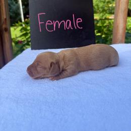 Girl 3 - Red female Dachshund puppy in Stilwell, Oklahoma from Johnson Dachshund’s
