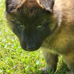 Belgian Tervuren Puppies from Kismet Belgian Tervuren's  owner Angela Ernst