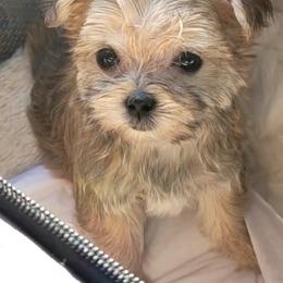 Maltese and Morkie Puppies from K and E Small Breed Puppies