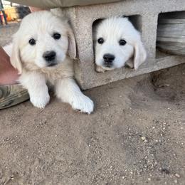 Gaston - Light golden male Golden Retriever puppy in Colorado Springs, Colorado from Sharp Guardians and Goldens