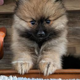 N - Wolf sable male Pomeranian puppy in Cocoa, Florida from Pom Coast Pomeranians