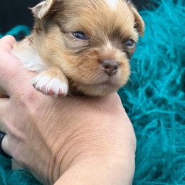 Pretzel - Chocolate male Chihuahua puppy in Franklin, North Carolina from A&J Cutie Pawtooties