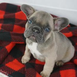 French Bulldog Puppies from Frenchies A La Mode