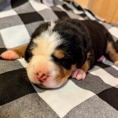 Greater Swiss Mountain Dog Puppies from Greater Swiss of Whitetail Acres