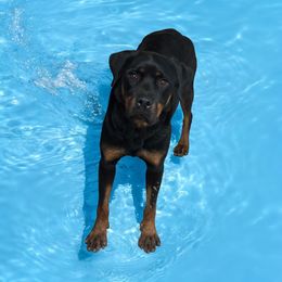 Rottweiler puppies from Von Darr Kennels