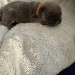 Versace - Brindle female French Bulldog puppy in Newport News, Virginia from Emotional Support Babies