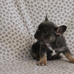 Willow - Blue female French Bulldog puppy in Manchester, Michigan from Small Town Frenchies