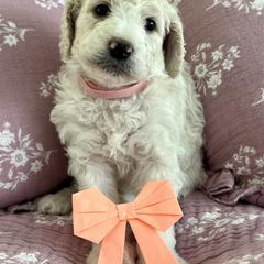 Goldendoodle Puppies from Hani's family