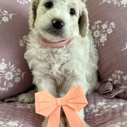 Goldendoodle Puppies from Hani's family