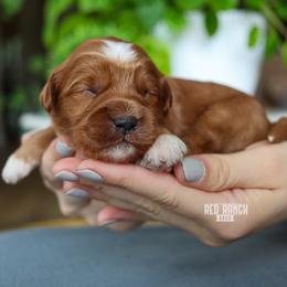 Diesel - Red  male Goldendoodle puppy in Salado, Texas from Red Ranch Dogs