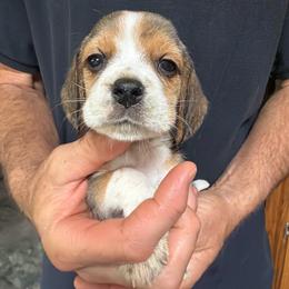Peanut - Black tan and white female Beagle puppy in Rockwell, North Carolina from Knockhill Beagles