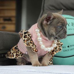 Nutella - Tricolors female French Bulldog puppy in Piedmont, Oklahoma from 5A Frenchies