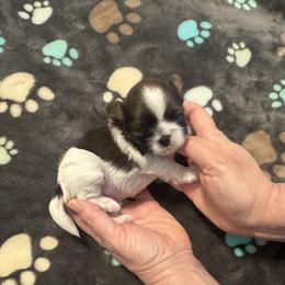 Juliet - Tricolor female Shih Tzu puppy in Tampa, Florida from Shih Tzus of Kingshyre