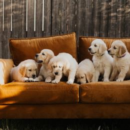 Golden Retriever Puppies from Rosemary Goldens