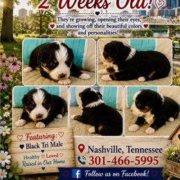 Red merle boy - Red merle male Miniature Australian Shepherd puppy in Nashville, Tennessee from Little B’s Aussies