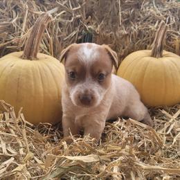 Wilma Flinstone - Red speckled female Australian Cattle Dog puppy in Monett, Missouri from Rain Tree Ranch Australian Cattle Dogs