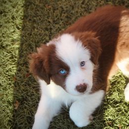 Australian Shepherd Puppies from Tru Blu Aussies