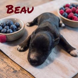 Beau - Liver male Miniature Schnauzer puppy in Clemmons, North Carolina from Schnauzer Snobs