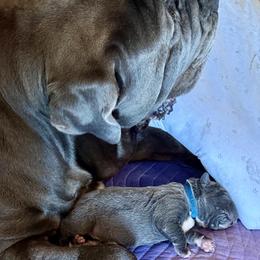 Neapolitan Mastiff Puppies from San Diego Mastiff