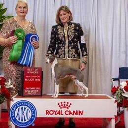 Riggs - Italian Greyhound